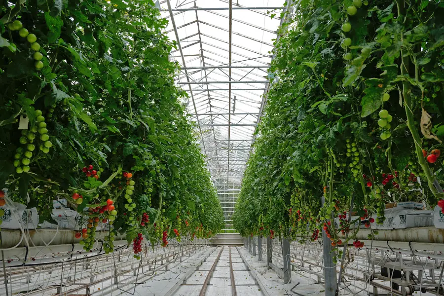 Tomato Greenhouse