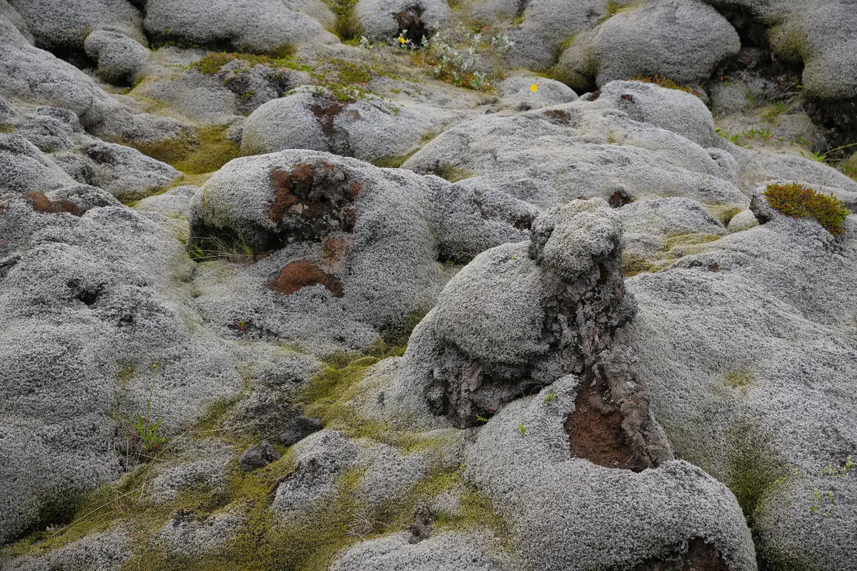 Gönguleið um Eldhraun (Lava Field)